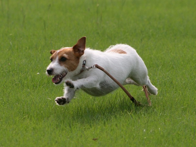 飼いたくない理由