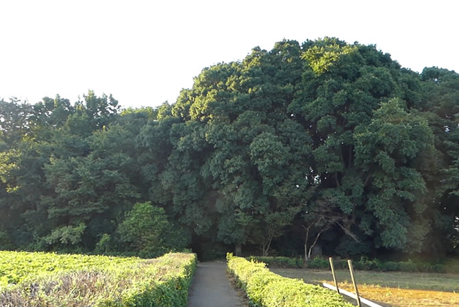 所沢の「塚森」という森は心霊スポットとして有名