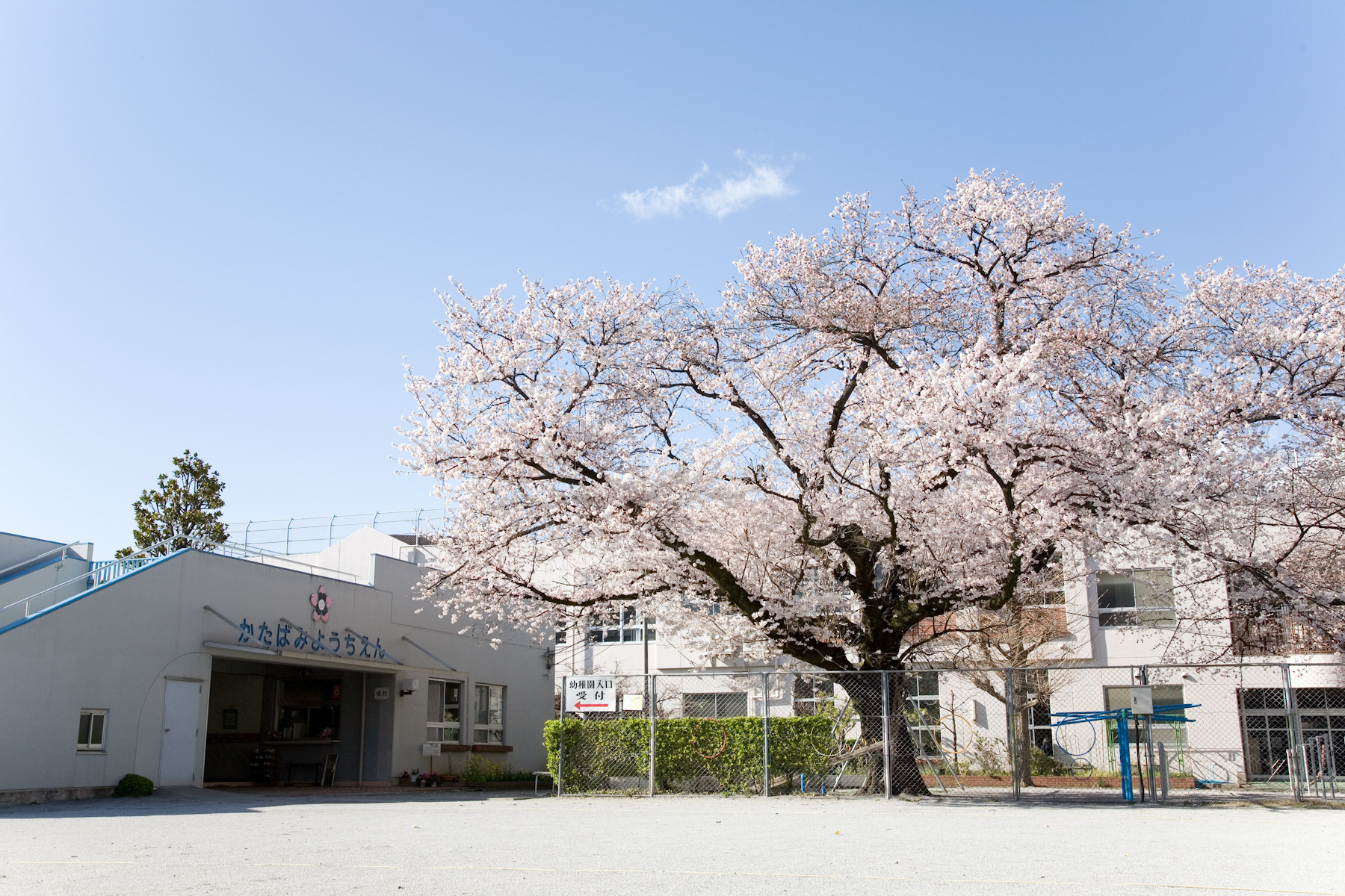 42位：国立学園附属かたばみ幼稚園