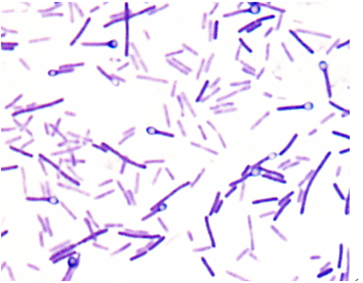 破傷風菌（Clostridium tetani）が産生する強力な神経毒