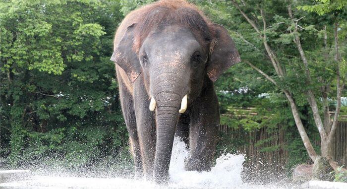 母親が子どもに危害を加えようとしていたため、助けようとおりに