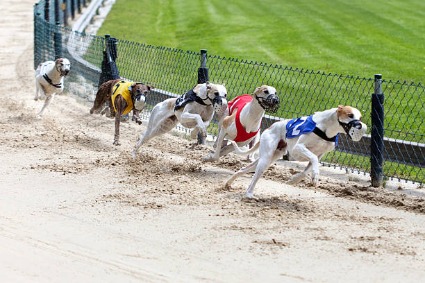 犬にとって非常に体力を消耗するレース