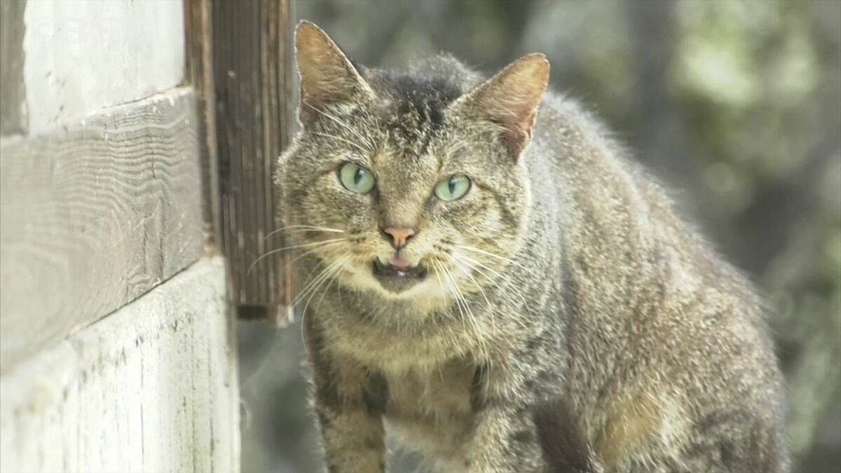 殺処分数：犬・5/猫・10　