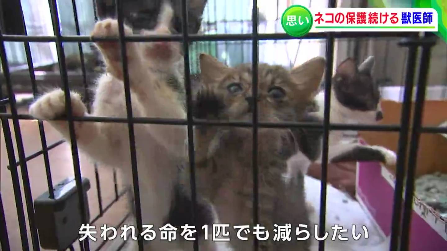 殺処分数：犬・7/猫・38　計45