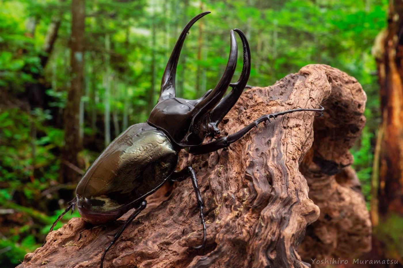 世界最強のカブトムシ