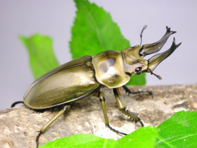 金色に輝く体を持つ神秘的なクワガタ