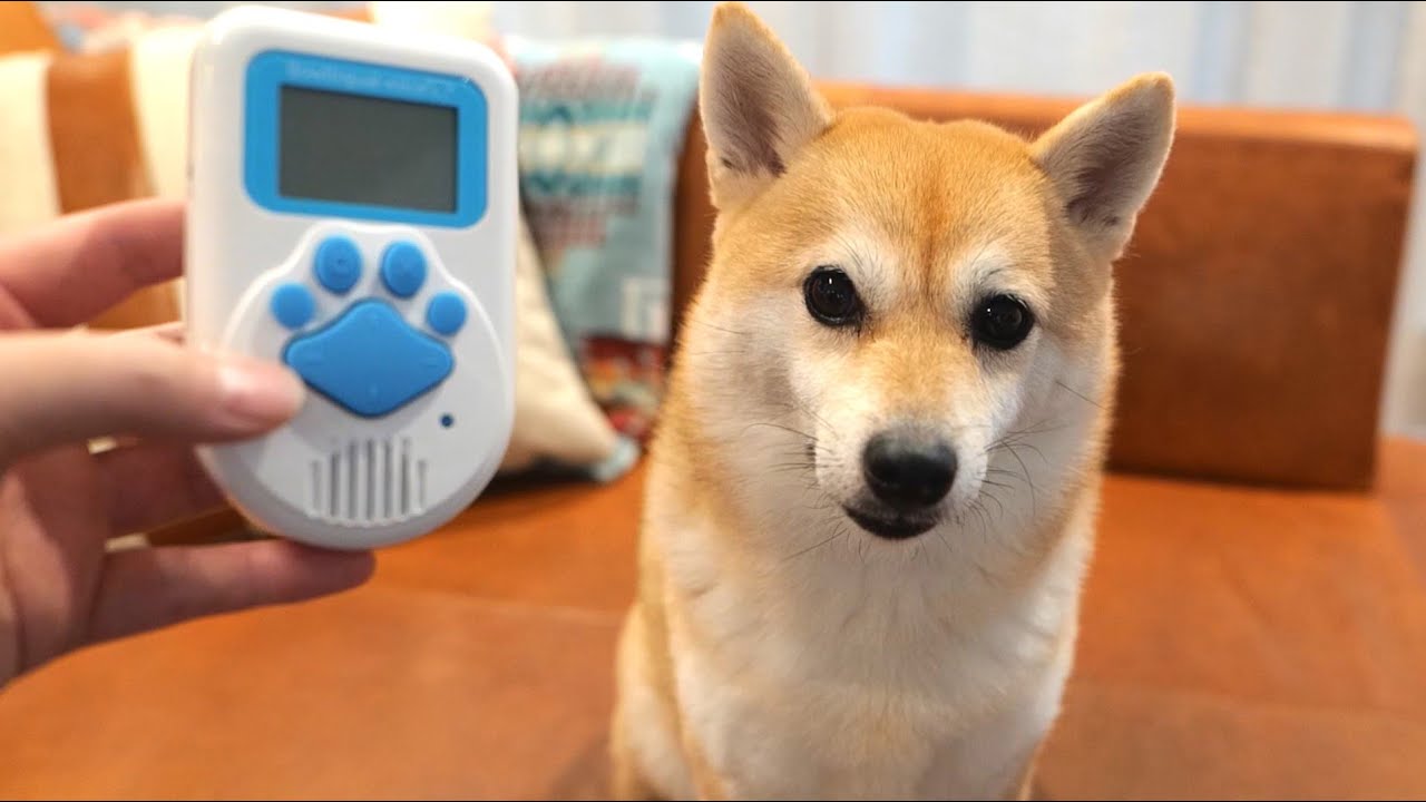 20位：シバチャンネル